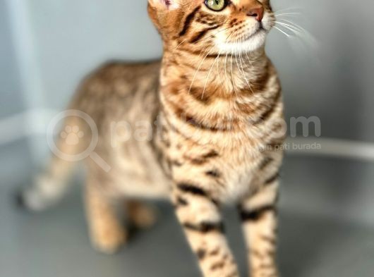 Savannah F6 “Male “ görsel