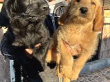 Mükemmel Labradoodle Yavrularımız