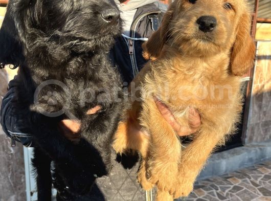 Mükemmel Labradoodle Yavrularımız görsel