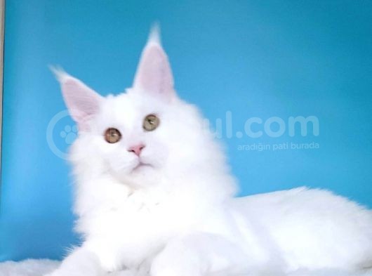 Mainecoon Xl “White “ Female görsel