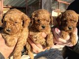 Mükemmel Güzellikte Poodle Toy Yavrular