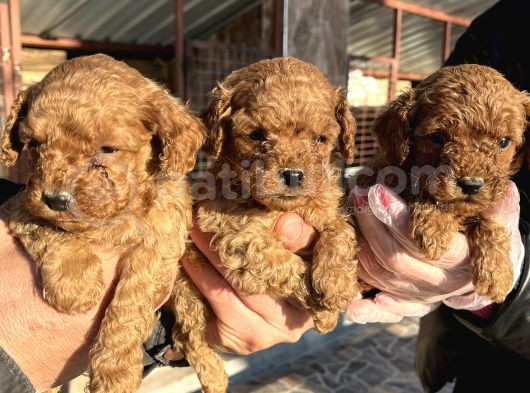 Mükemmel Güzellikte Poodle Toy Yavrular görsel