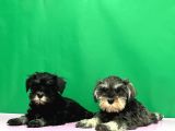 TEK RESMÎ ÜRETİCİDEN MİNYATÜR SCHNAUZER YAVRULAR