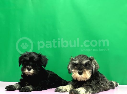 Tek Resmî Üreti̇ci̇den Mi̇nyatür Schnauzer Yavrular