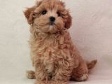 Kali̇teli̇ Malti̇poo Yavrulari