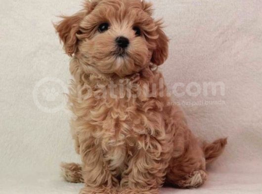 Kali̇teli̇ Malti̇poo Yavrulari görsel