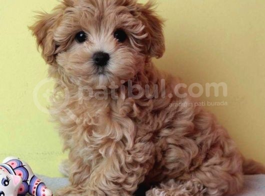 Kali̇teli̇ Malti̇poo Yavrulari görsel
