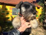 3 Aylık Erkek Schnauzer Bebek