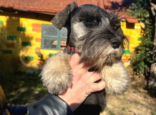 3 Aylık Erkek Schnauzer Bebek görsel
