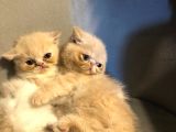 Exotik Shorthair Yavru 2 Aylik 1 Dişi 1 Erkek