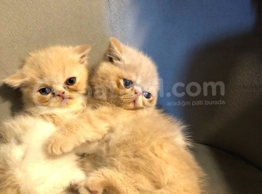 Exotik Shorthair Yavru 2 Aylik 1 Dişi 1 Erkek görsel