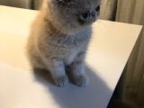 Exotik Shorthair Yavru 2 Aylik 1 Dişi 1 Erkek