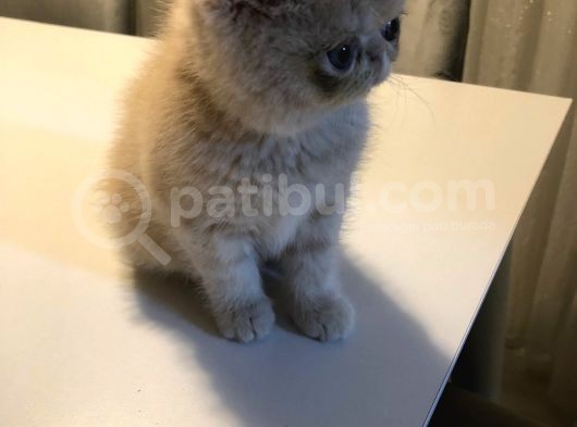 Exotik Shorthair Yavru 2 Aylik 1 Dişi 1 Erkek görsel