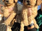 Toy Poodle Mükemmel Bebekler