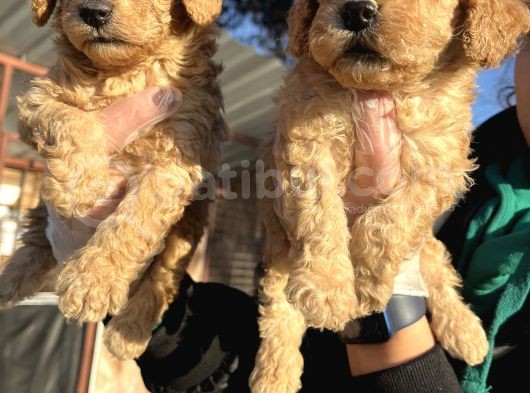 Toy Poodle Mükemmel Bebekler görsel