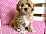 KG GARANTİLİ MALTİPOO YAVRULARI