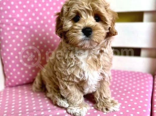 Kg Garanti̇li̇ Malti̇poo Yavrulari