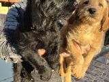 Mükemmel Labradoodle Yavrularımız