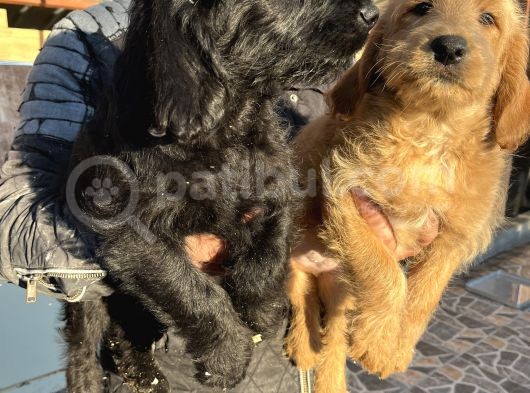 Mükemmel Labradoodle Yavrularımız görsel