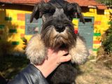 3 Aylık Erkek Schnauzer Bebek