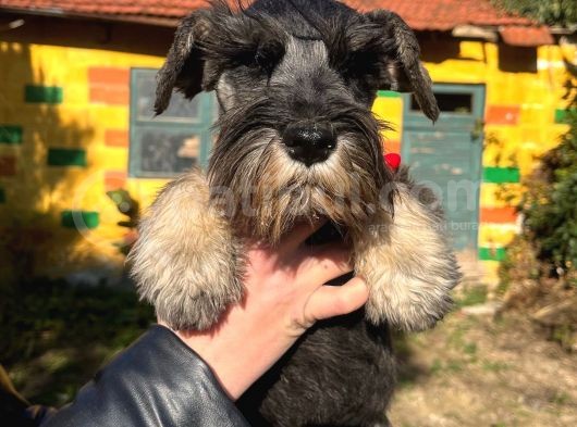 3 Aylık Erkek Schnauzer Bebek