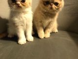 exotik Shorthair yavru 2 aylik 1 dişi 1 erkek