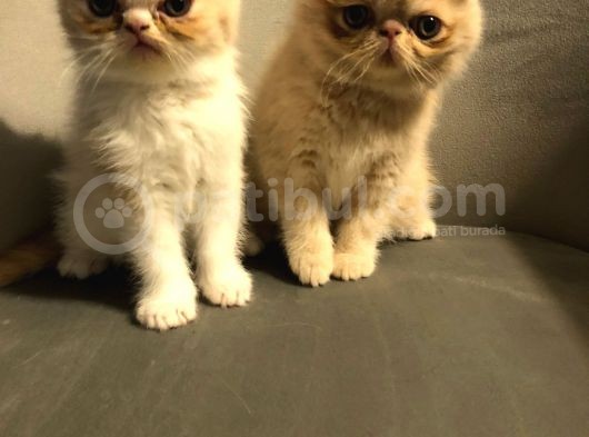Exotik Shorthair Yavru 2 Aylik 1 Dişi 1 Erkek