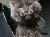 Mainecoon Blue “Male “