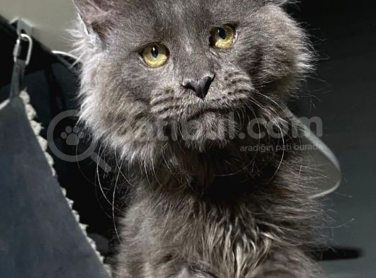 Mainecoon Blue “Male “ görsel