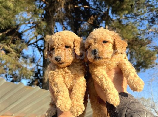 Toy Poodle Mükemmel Bebekler görsel