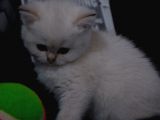 FULL SCR British Shorthair AY 1133 Golden Baby Dişi