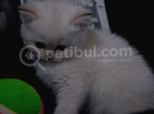 Full Scr British Shorthair Ay 1133 Golden Baby Dişi