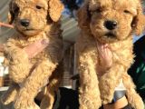 Toy Poodle Mükemmel Bebekler