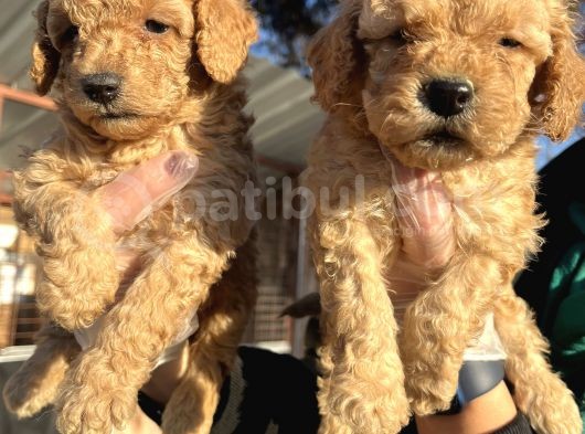 Toy Poodle Mükemmel Bebekler görsel
