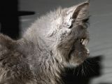 Mainecoon Blue “Male “