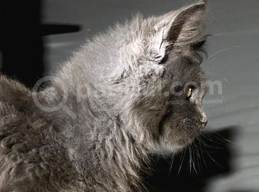 Mainecoon Blue “Male “ görsel