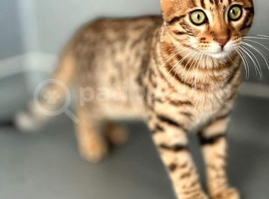 Savannah F6 “Male “ görsel