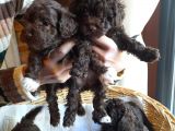 Yeşi̇l Gözlü Red Brown Toy Poodle Yavru