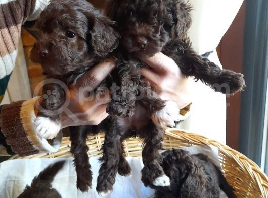 Yeşi̇l Gözlü Red Brown Toy Poodle Yavru görsel