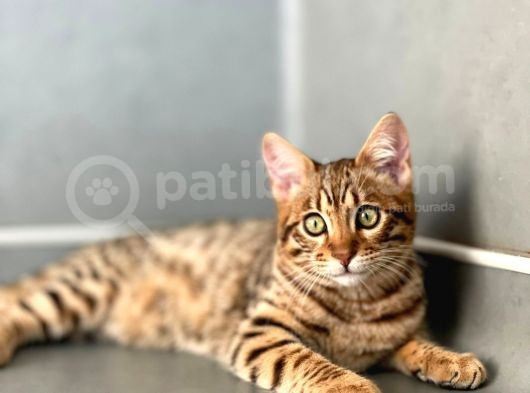Savannah F6 “Male “ görsel