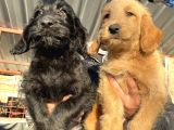 Mükemmel Labradoodle yavrularımız