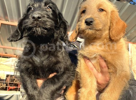 Mükemmel Labradoodle Yavrularımız