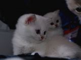 Full Scr British Shorthair Ay 1133 Golden Baby Dişi