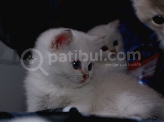 Full Scr British Shorthair Ay 1133 Golden Baby Dişi görsel