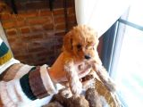 Yeşi̇l Gözlü Red Brown Toy Poodle Yavru