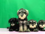 Tek Resmî Üreti̇ci̇den Mi̇nyatür Schnauzer Yavrular