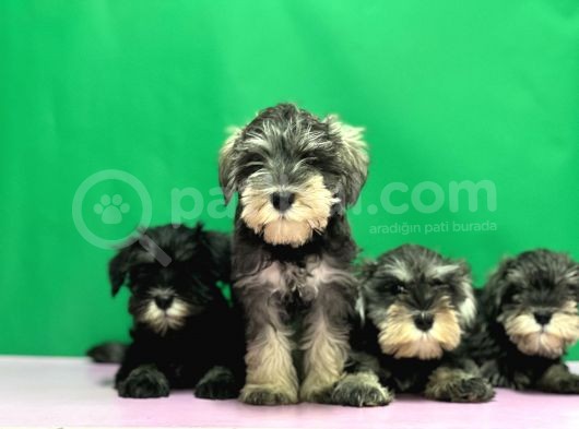 Tek Resmî Üreti̇ci̇den Mi̇nyatür Schnauzer Yavrular görsel