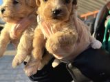 Irk Garantili Dizayn Maltipoo Bebekler