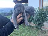Dev Anne Babasan Corso Bebekler