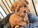 Toy Poodle Orjinal Redbrown Kızıl Safkan Her Bütçeye Uygun